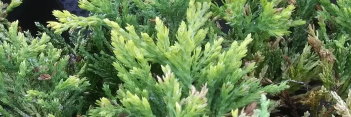 z Conifer Juniperus horizontalis Mother Lode