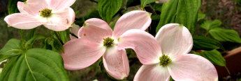 z Cornus florida x  kousa Stellar Pink ( Hybrid disease free Dogwood)