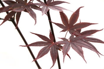 Acer palmatum Shojo