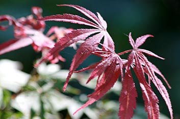 Acer palmatum Beni kagami