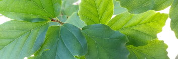 z Parrotia persica Golden Bell Tower