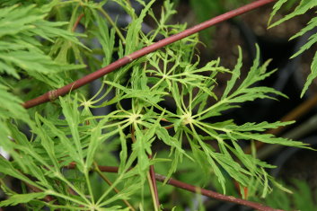 Acer japonicum Ao jutan