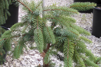 Picea mariana Aureovariegata