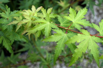 Acer palmatum Matthew