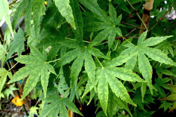 Acer palmatum Teeny Green