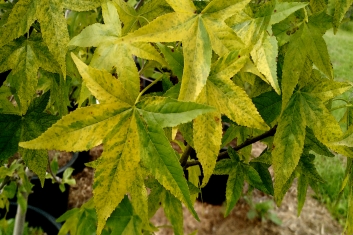 Liquidambar styraciflua Variegata Sweet Gum