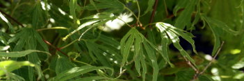 Acer palmatum Hiryu