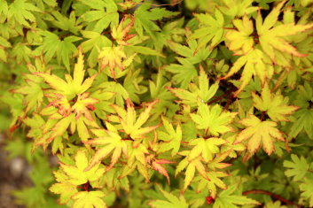 Acer palmatum Tiny Tim