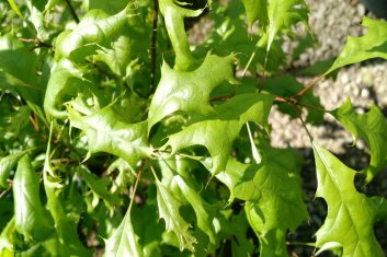 Quercus palustris Isabel