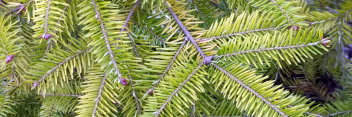 z Conifer Abies balsamea Eugene's Yellow