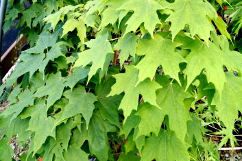 Acer saccharum Millane's Columnar