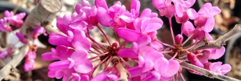 z Cercis yunnanensis Celestial Plum