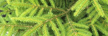 z Conifer Picea orientalis Lemon Drop