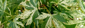 Acer palmatum Rokugatsu en nishiki