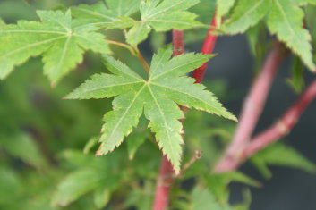 Acer palmatum Aka kawa hime