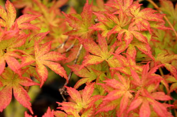 Acer palmatum Tiny Leaf