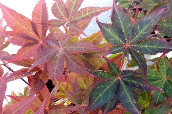 Acer palmatum Peve Ollie