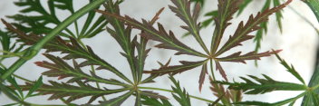 Acer palmatum Bronzewing
