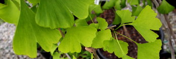 z Ginkgo biloba Ross Moore