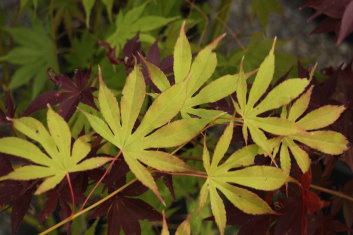 Acer palmatum Winter Gold