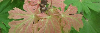 Acer japonicum Itaya