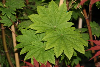 Acer japonicum Takinogawa