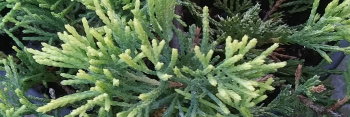 z Conifer Juniperus horizontalis Golden Wiltonii