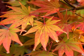 Acer palmatum Matsumurae