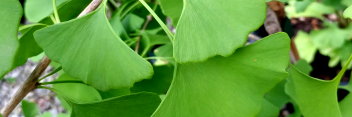 z Ginkgo biloba Mayfield