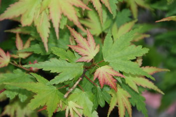 Acer palmatum Coonara Pygmy