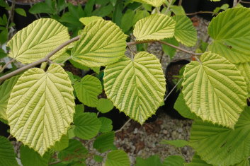 Corylopsis spicata Aurea