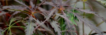 Acer palmatum Stella Rossa