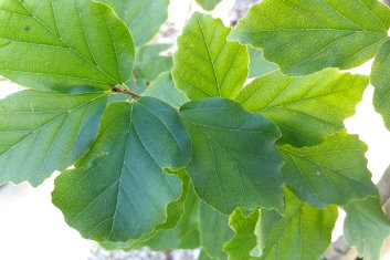 Parrotia persica Golden Bell Tower