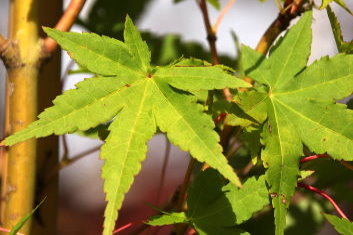 Acer palmatum Ueno homare