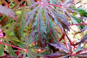 Acer palmatum Earthfire