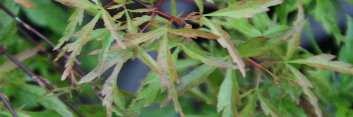 Acer palmatum Garyu