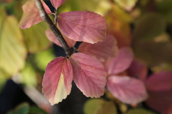 Parrotia Persica Vanessa