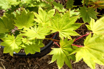 Acer shirasawanum Junihitoe