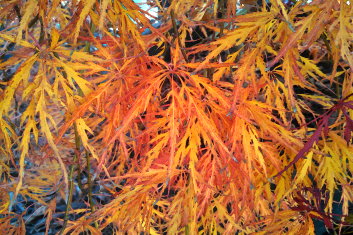 Acer palmatum Kim