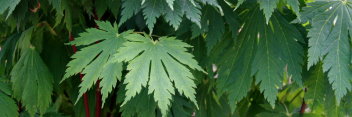 Acer japonicum Yama kagi