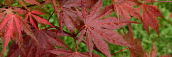 Acer palmatum Kinran