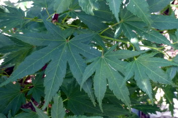 Acer palmatum Tobiosho