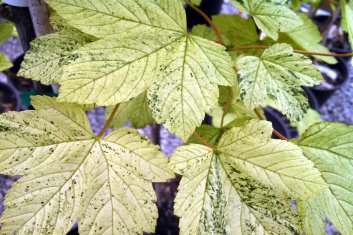 Acer pseudoplatanus Simon Louis Freres