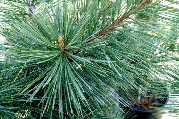 Pinus flexilis Cesarini Blue