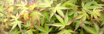 Acer palmatum Shishio Hime