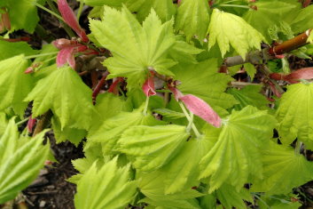 Acer shirasawanum Filiformis