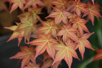 Acer palmatum Shin deshojo