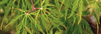 Acer palmatum Green Spider