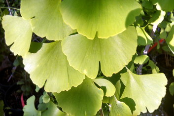 Ginkgo biloba Girards Spreader