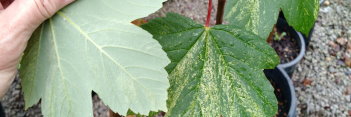 Acer pseudoplatanus Patchwork